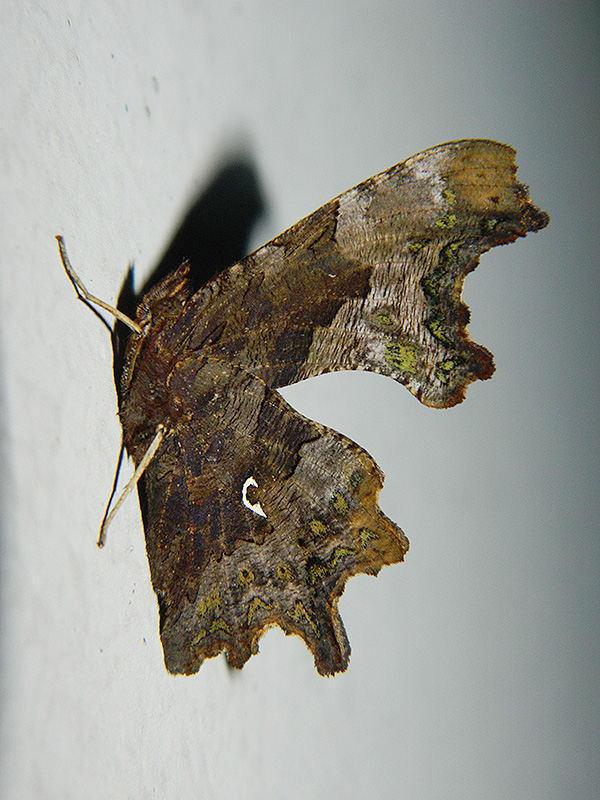 Polygonia c-album? S